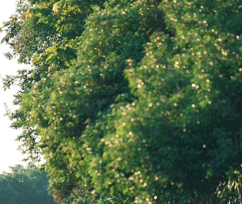 Bezienswaardigheden in Giethoorn voor gezinnen